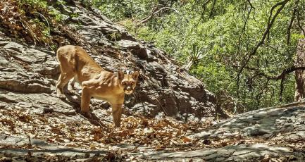 Texas now stands with all 16 states home to breeding mountain lions in regulating the hunting and trapping of the species. Photo by Ben Masters