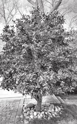 Nellie R. Stevens tree form.