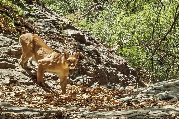 Texas now stands with all 16 states home to breeding mountain lions in regulating the hunting and trapping of the species. Photo by Ben Masters